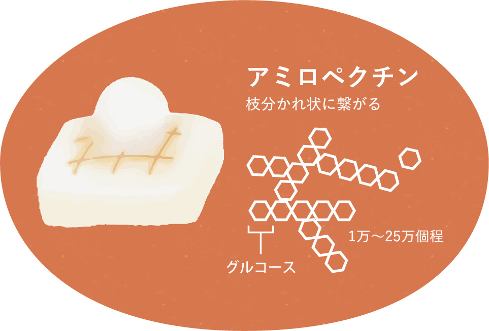 アミロペクチン